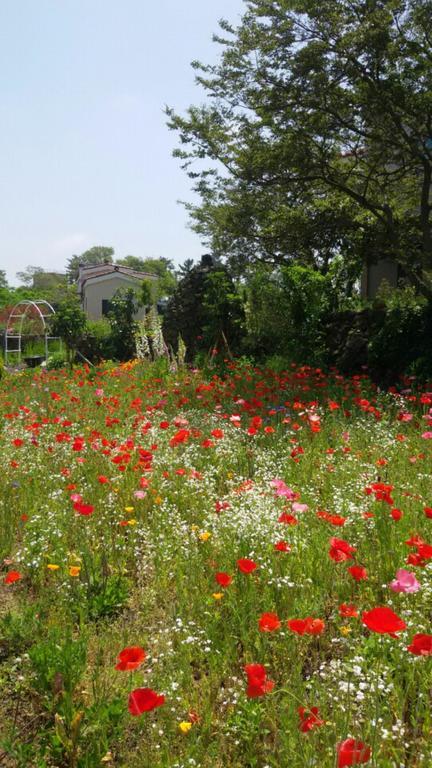 Baghdad House Villa Jeju Dış mekan fotoğraf